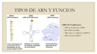 Estructura y función del adn y arn, anatomia patologica | PPTX