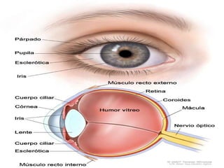 Anatomía Del Ojo Humano Ppt Diapositivas Sobre La Anatomía Del Ojo Y