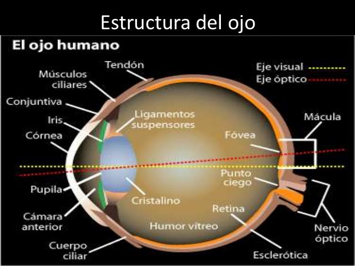 Estructura y función del ojo humano