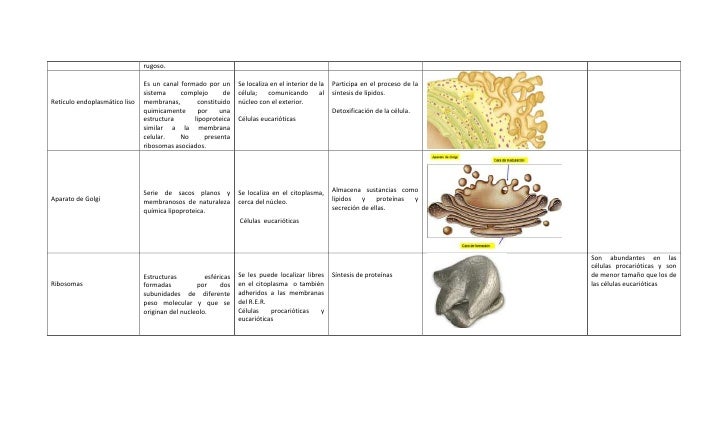 Estructura y función de los organelos celulares