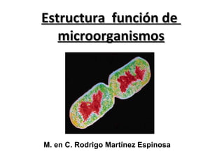 Estructura función de
   microorganismos




M. en C. Rodrigo Martínez Espinosa
 