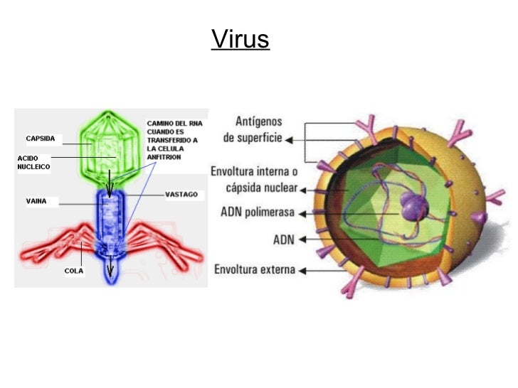 Estructura y función de