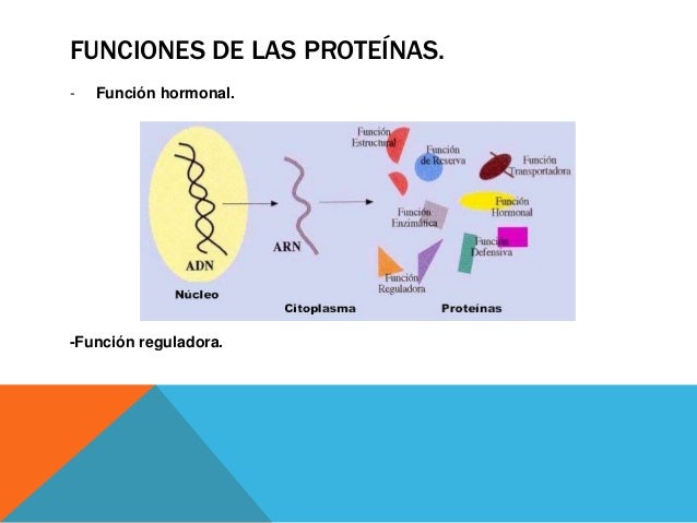 Estructura y función de proteínas
