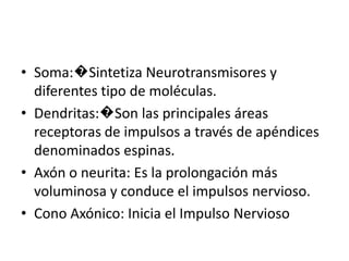Soma:�Sintetiza Neurotransmisores y diferentes tipo de moléculas.<br />Dendritas:�Son las principales áreas receptoras de ...