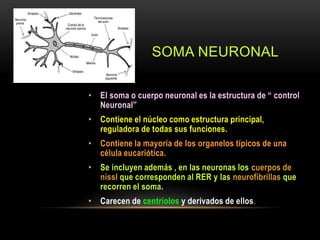 SOMA NEURONAL
• El soma o cuerpo neuronal es la estructura de “ control
Neuronal”
• Contiene el núcleo como estructura principal,
reguladora de todas sus funciones.
• Contiene la mayoría de los organelos típicos de una
célula eucariótica.
• Se incluyen además , en las neuronas los cuerpos de
nissl que corresponden al RER y las neurofibrillas que
recorren el soma.
• Carecen de centriolos y derivados de ellos.
 