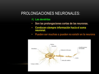 PROLONGACIONES NEURONALES:
A) Las dendritas
• Son las prolongaciones cortas de las neuronas.
• Conducen siempre información hacia el soma
neuronal.
• Pueden ser muchas o pueden no existir en la neurona
 