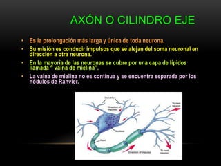 AXÓN O CILINDRO EJE
• Es la prolongación más larga y única de toda neurona.
• Su misión es conducir impulsos que se alejan del soma neuronal en
dirección a otra neurona.
• En la mayoría de las neuronas se cubre por una capa de lípidos
llamada “ vaina de mielina”.
• La vaina de mielina no es contínua y se encuentra separada por los
nódulos de Ranvier.
 
