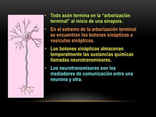 • Todo axón termina en la “arborización
terminal” al inicio de una sinapsis.
• En el extremo de la arborización terminal
se encuentran los botones sinápticos o
vesículas sinápticas.
• Los botones sinápticos almacenan
temporalmente las sustancias químicas
llamadas neurotransmisores.
• Los neurotransmisores son los
mediadores de comunicación entre una
neurona y otra.
 