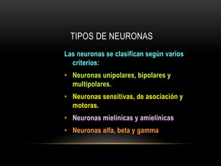 TIPOS DE NEURONAS
Las neuronas se clasifican según varios
criterios:
• Neuronas unipolares, bipolares y
multipolares.
• Neuronas sensitivas, de asociación y
motoras.
• Neuronas mielínicas y amielínicas
• Neuronas alfa, beta y gamma
 