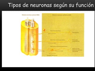 Tipos de neuronas según su función
 