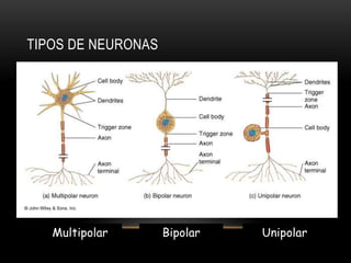TIPOS DE NEURONAS
Multipolar Bipolar Unipolar
 