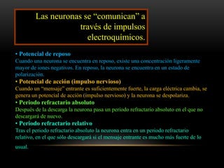 • Potencial de reposo
Cuando una neurona se encuentra en reposo, existe una concentración ligeramente
mayor de iones negativos. En reposo, la neurona se encuentra en un estado de
polarización.
• Potencial de acción (impulso nervioso)
Cuando un “mensaje” entrante es suficientemente fuerte, la carga eléctrica cambia, se
genera un potencial de acción (impulso nervioso) y la neurona se despolariza.
• Periodo refractario absoluto
Después de la descarga la neurona pasa un periodo refractario absoluto en el que no
descargará de nuevo.
• Periodo refractario relativo
Tras el periodo refractario absoluto la neurona entra en un periodo refractario
relativo, en el que sólo descargará si el mensaje entrante es mucho más fuerte de lo
usual.
Las neuronas se “comunican” a
través de impulsos
electroquímicos.
 