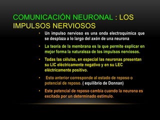 COMUNICACIÓN NEURONAL : LOS
IMPULSOS NERVIOSOS
• Un impulso nervioso es una onda electroquímica que
se desplaza a lo largo del axón de una neurona
• La teoría de la membrana es la que permite explicar en
mejor forma la naturaleza de los impulsos nerviosos.
• Todas las células, en especial las neuronas presentan
su LIC eléctricamente negativo y en su LEC
eléctricamente positivo.
• Esto anterior corresponde al estado de reposo o
potencial de reposo. ( equilibrio de Donnan)
• Este potencial de reposo cambia cuando la neurona es
excitada por un determinado estímulo.
 