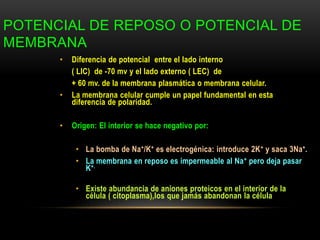 POTENCIAL DE REPOSO O POTENCIAL DE
MEMBRANA
• Diferencia de potencial entre el lado interno
( LIC) de -70 mv y el lado externo ( LEC) de
+ 60 mv. de la membrana plasmática o membrana celular.
• La membrana celular cumple un papel fundamental en esta
diferencia de polaridad.
• Origen: El interior se hace negativo por:
• La bomba de Na+/K+ es electrogénica: introduce 2K+ y saca 3Na+.
• La membrana en reposo es impermeable al Na+ pero deja pasar
K+.
• Existe abundancia de aniones proteicos en el interior de la
célula ( citoplasma),los que jamás abandonan la célula
 