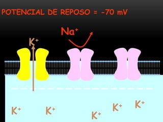 K+ K+
K+
K+K+
K+
POTENCIAL DE REPOSO = -70 mV
Na+
 