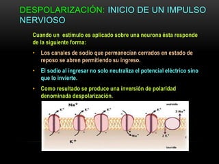 DESPOLARIZACIÓN: INICIO DE UN IMPULSO
NERVIOSO
Cuando un estímulo es aplicado sobre una neurona ésta responde
de la siguiente forma:
• Los canales de sodio que permanecían cerrados en estado de
reposo se abren permitiendo su ingreso.
• El sodio al ingresar no solo neutraliza el potencial eléctrico sino
que lo invierte.
• Como resultado se produce una inversión de polaridad
denominada despolarización.
 