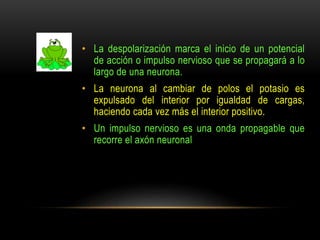 • La despolarización marca el inicio de un potencial
de acción o impulso nervioso que se propagará a lo
largo de una neurona.
• La neurona al cambiar de polos el potasio es
expulsado del interior por igualdad de cargas,
haciendo cada vez más el interior positivo.
• Un impulso nervioso es una onda propagable que
recorre el axón neuronal
 