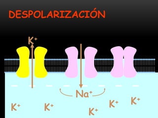 K+ K+
K+
K+K+
K+
DESPOLARIZACIÓN
Na+
 