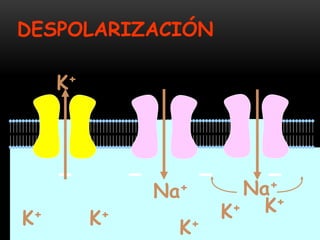 K+ K+
K+
K+K+
K+
DESPOLARIZACIÓN
Na+
Na+
 
