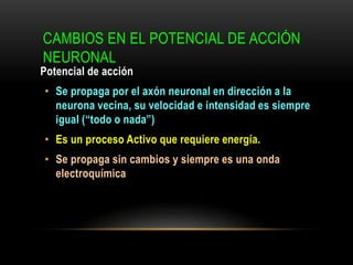 CAMBIOS EN EL POTENCIAL DE ACCIÓN
NEURONAL
Potencial de acción
• Se propaga por el axón neuronal en dirección a la
neurona vecina, su velocidad e intensidad es siempre
igual (“todo o nada”)
• Es un proceso Activo que requiere energía.
• Se propaga sin cambios y siempre es una onda
electroquímica
 
