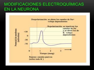 MODIFICACIONES ELECTROQUÍMICAS
EN LA NEURONA
 
