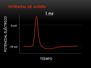 POTENCIALELÉCTRICO
-70 mV
0 mV
TIEMPO
1 ms
POTENCIAL DE ACCIÓN
 