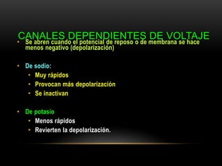 CANALES DEPENDIENTES DE VOLTAJE
• Se abren cuando el potencial de reposo o de membrana se hace
menos negativo (depolarización)
• De sodio:
• Muy rápidos
• Provocan más depolarización
• Se inactivan
• De potasio
• Menos rápidos
• Revierten la depolarización.
 