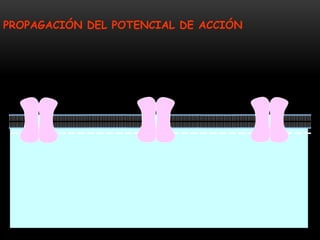 PROPAGACIÓN DEL POTENCIAL DE ACCIÓN
 