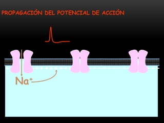 PROPAGACIÓN DEL POTENCIAL DE ACCIÓN
Na+
 
