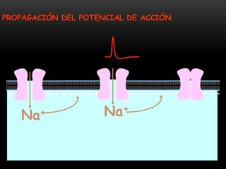 PROPAGACIÓN DEL POTENCIAL DE ACCIÓN
Na+
Na+
 