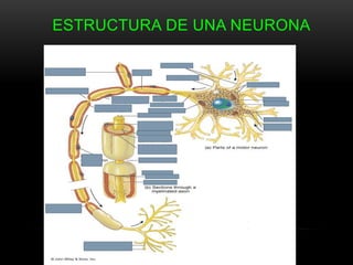ESTRUCTURA DE UNA NEURONA
 