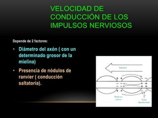 VELOCIDAD DE
CONDUCCIÓN DE LOS
IMPULSOS NERVIOSOS
Depende de 2 factores:
• Diámetro del axón ( con un
determinado grosor de la
mielina)
• Presencia de nódulos de
ranvier ( conducción
saltatoria).
 