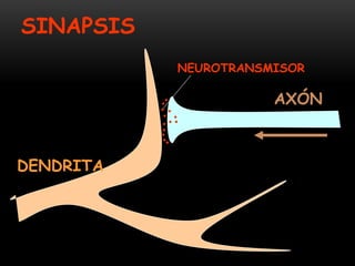 AXÓN
DENDRITA
SINAPSIS
NEUROTRANSMISOR
 