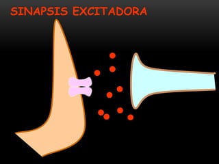 SINAPSIS EXCITADORA
 