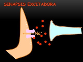 SINAPSIS EXCITADORA
Na+
+
+
+
+
+
+
+
 