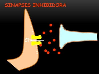 SINAPSIS INHIBIDORA
Cl-
--
-----
--
-
 
