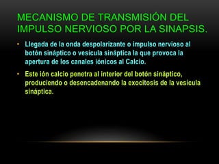 MECANISMO DE TRANSMISIÓN DEL
IMPULSO NERVIOSO POR LA SINAPSIS.
• Llegada de la onda despolarizante o impulso nervioso al
botón sináptico o vesícula sináptica la que provoca la
apertura de los canales iónicos al Calcio.
• Este ión calcio penetra al interior del botón sináptico,
produciendo o desencadenando la exocitosis de la vesícula
sináptica.
 