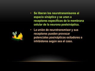 • Se liberan los neurotransmisores al
espacio sináptico y se unen a
receptores específicos de la membrana
celular de la neurona postsináptica.
• La unión de neurotransmisor y sus
receptores pueden provocar
potenciales posinápticos exitadores o
inhibidores según sea el caso.
 