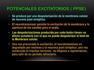 POTENCIALES EXCITATORIOS ( PPSE)
• Se produce por una despolarización de la membrana celular
de neurona post sináptica.
• El neurotransmisor permite la excitación de la membrana y la
apertura de los canales para el sodio.
• Las despolarizaciones producida por cada botón tienen un
efecto sumatorio con lo que se puede despolarizar el total de
la Membrana celular.
• Una vez provocada la excitación, el neurotransmisor es
degradado por enzimas y la neurona post sináptica ,una vez
conducido el impulso nervioso, se dispone a repolarizarse,
para salir de su periodo refractario.
 