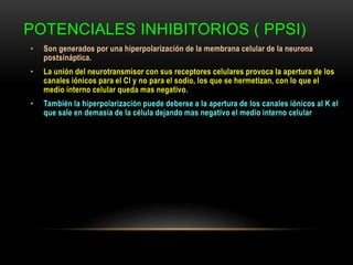 POTENCIALES INHIBITORIOS ( PPSI)
• Son generados por una hiperpolarización de la membrana celular de la neurona
postsináptica.
• La unión del neurotransmisor con sus receptores celulares provoca la apertura de los
canales iónicos para el Cl y no para el sodio, los que se hermetizan, con lo que el
medio interno celular queda mas negativo.
• También la hiperpolarización puede deberse a la apertura de los canales iónicos al K el
que sale en demasía de la célula dejando mas negativo el medio interno celular
 