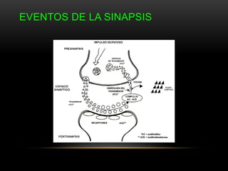 EVENTOS DE LA SINAPSIS
 