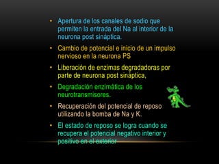 • Apertura de los canales de sodio que
permiten la entrada del Na al interior de la
neurona post sináptica.
• Cambio de potencial e inicio de un impulso
nervioso en la neurona PS
• Liberación de enzimas degradadoras por
parte de neurona post sináptica,
• Degradación enzimática de los
neurotransmisores.
• Recuperación del potencial de reposo
utilizando la bomba de Na y K.
• El estado de reposo se logra cuando se
recupera el potencial negativo interior y
positivo en el exterior
 