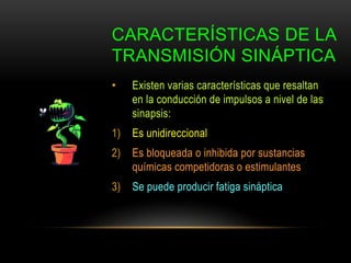 CARACTERÍSTICAS DE LA
TRANSMISIÓN SINÁPTICA
• Existen varias características que resaltan
en la conducción de impulsos a nivel de las
sinapsis:
1) Es unidireccional
2) Es bloqueada o inhibida por sustancias
químicas competidoras o estimulantes
3) Se puede producir fatiga sináptica
 