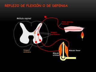 Médula espinal
Músculo flexor
Músculo
extensor
Sinapsis
excitadoras
Sinapsis
inhibidora
Fibra nerviosa
sensorial
REFLEJO DE FLEXIÓN O DE DEFENSA
 