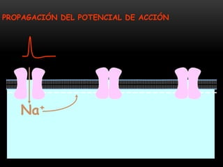 • En una fibra nerviosa sin vaina de mielina, toda la membrana del
axón está en contacto con el líquido intersticial ( LEC...