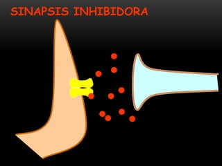 POTENCIALES INHIBITORIOS ( PPSI)
• Son generados por una hiperpolarización de la membrana celular de la neurona
postsinápt...
