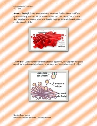 Escuela Primitiva Echeverría
Curso: 8ºB
Nombre: Belén Cornejo
Asignatura: Taller de Tecnología y Ciencias Naturales
Aparato de Golgi: Sacos membranosos y aplanados. Su función es modificar
químicamente y distribuir las proteínas hacia el interior o exterior de la célula.
Las proteínas son transportadas en el interior de pequeñas vesículas originadas
en el aparato de Golgi.
Lisosomas: Los lisosomas contienen enzimas digestivas, que digieren moléculas
orgánicas, proteínas principalmente, y bacterias que puedan ingresar a la célula.
 