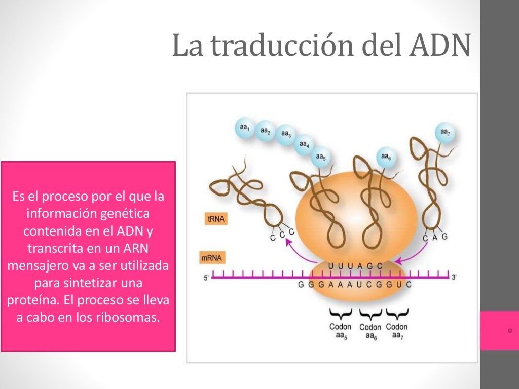 Estructura y funcion del adn