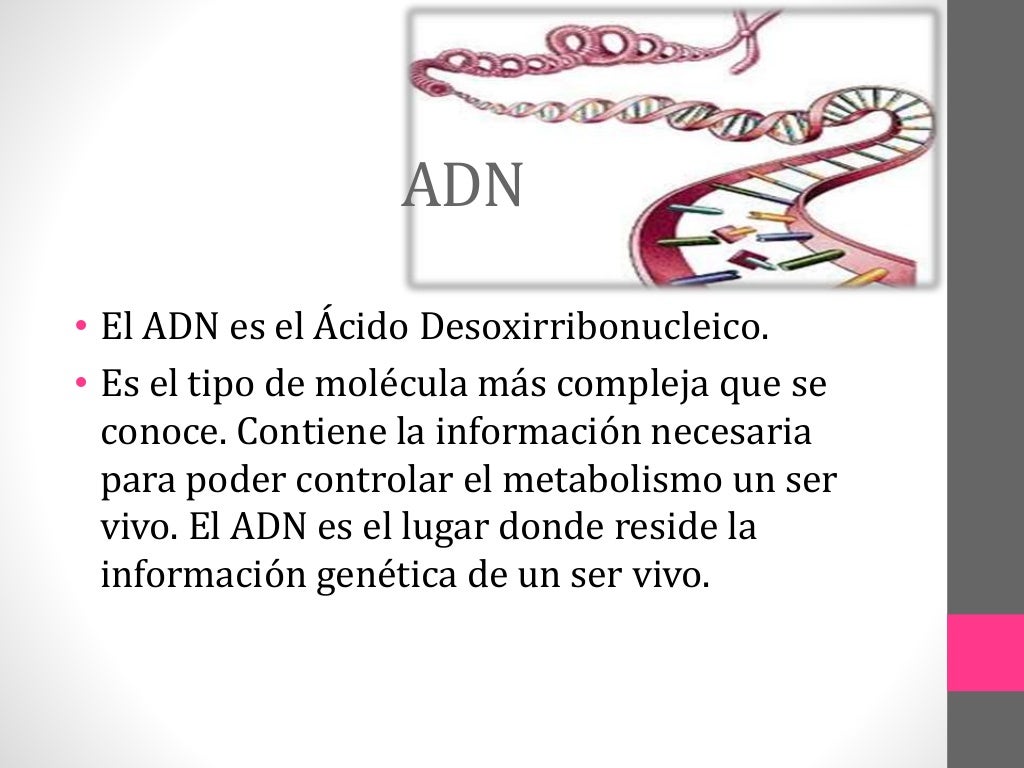 Estructura y funcion del adn