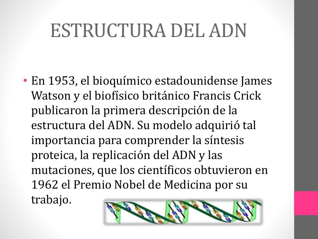 Estructura y funcion del adn